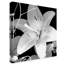 «White Lily 2 Black and White» par Dosta, impression sur toile tendue-29223769