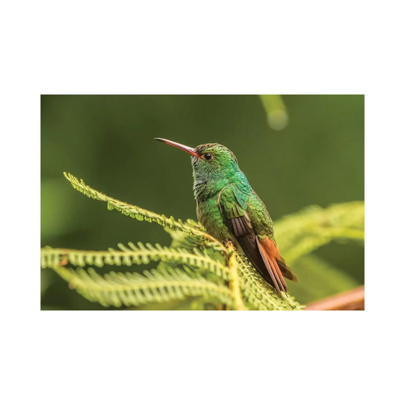 Costa Rica, Sarapique River Valley. Rufous-Tailed Hummingbird On Fern. by Jaynes Gallery - Wrapped Canvas Print