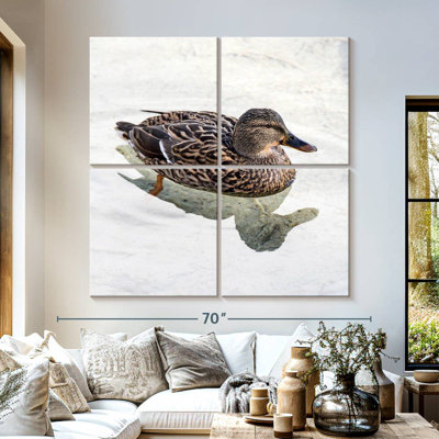 Canard colvert Brampt femelle