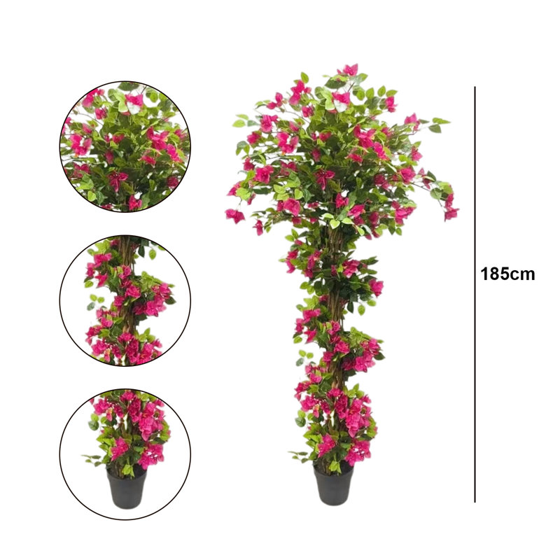 185cm Plant
