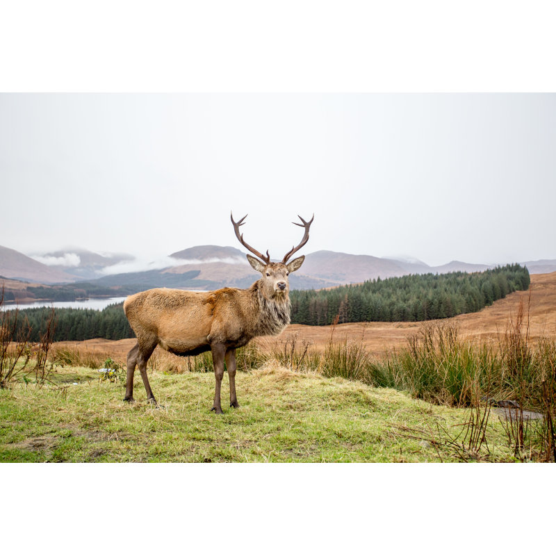 Reindeer - Wrapped Canvas Print, 20cm H x 30cm W x 3.8cm D