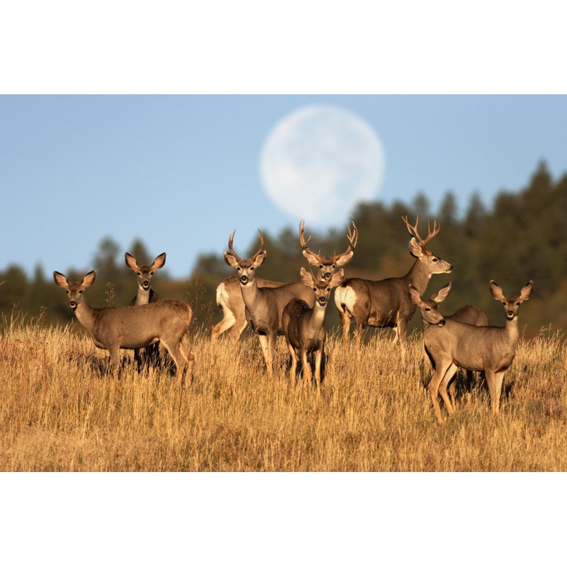 Mule Deer Herd Roxburough State Park Colorado by Milehightraveler - No Frame Print on Canvas, 20cm H x 30cm W