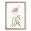 Peach-leafed Roses in Pink by Pierre-Joseph Redoute - Picture Frame Painting Print-55582912-55582910