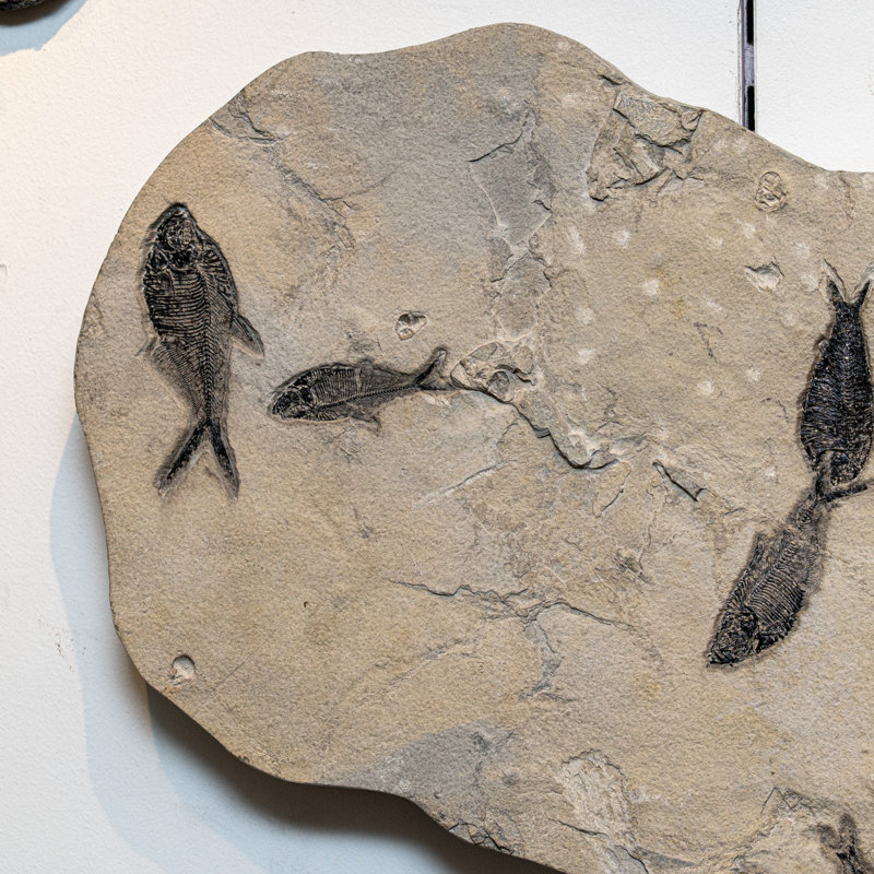 Giant Diplomytus And Cockerellites Fish Fossil Plate