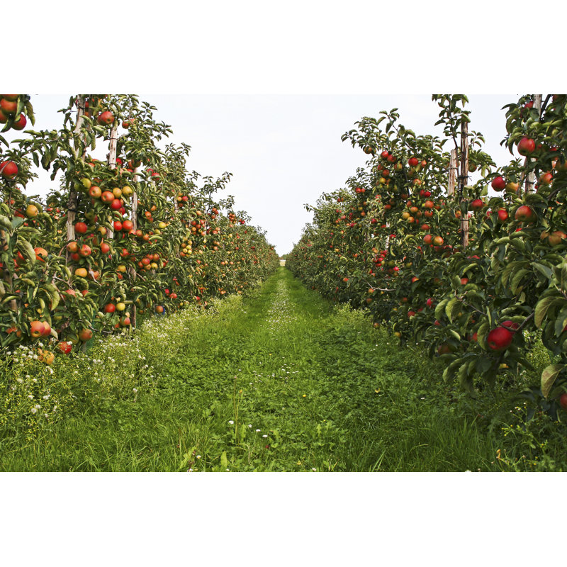 Orchard by Lya_Cattel, 32" H x 48" W