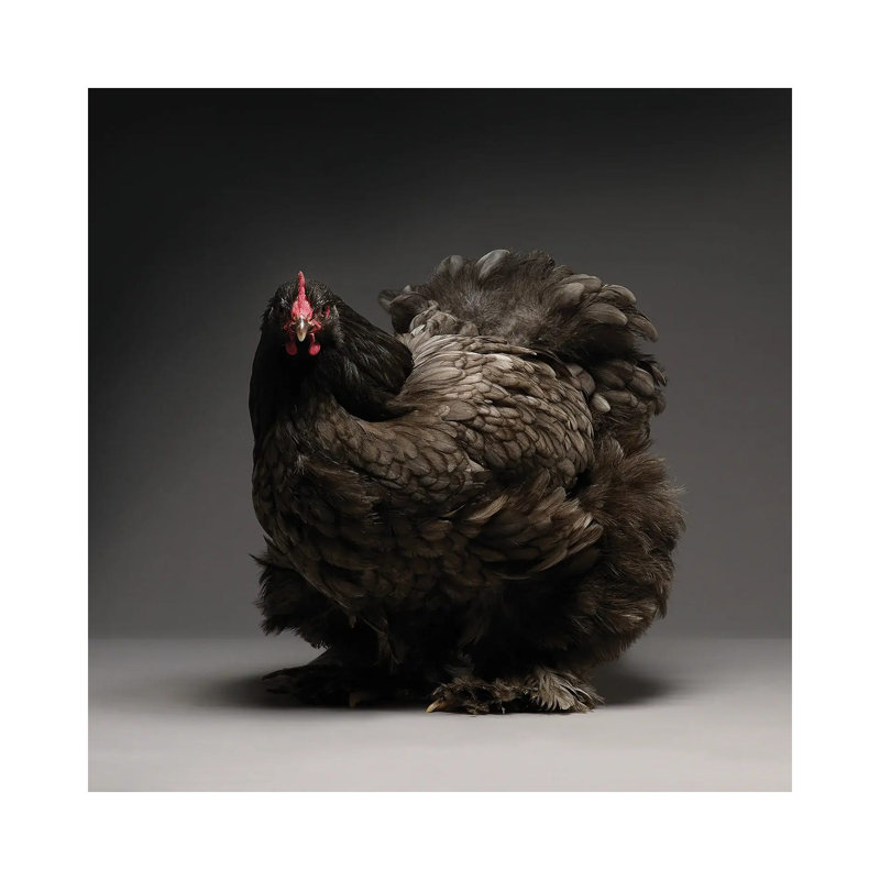 Cochin by Chicken - Wrapped Canvas Gallery-Wrapped Canvas Giclée, 45.72 cm H x 45.72 cm W x 1.91 cm D