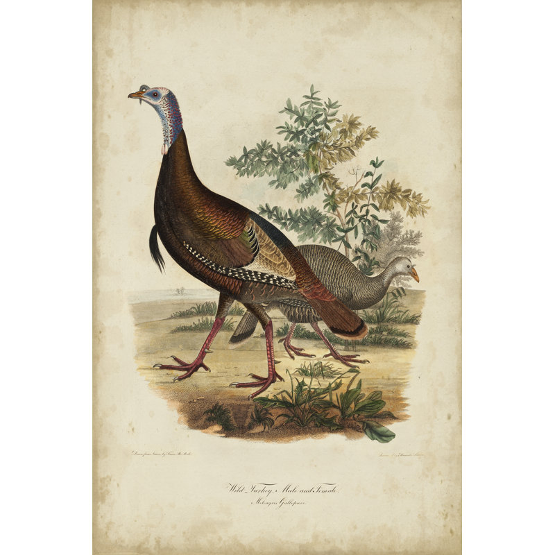Wild Turkey by Charles L. Bonapart - Wrapped Canvas Art Prints, 46cm H x 30cm W x 3.8cm D