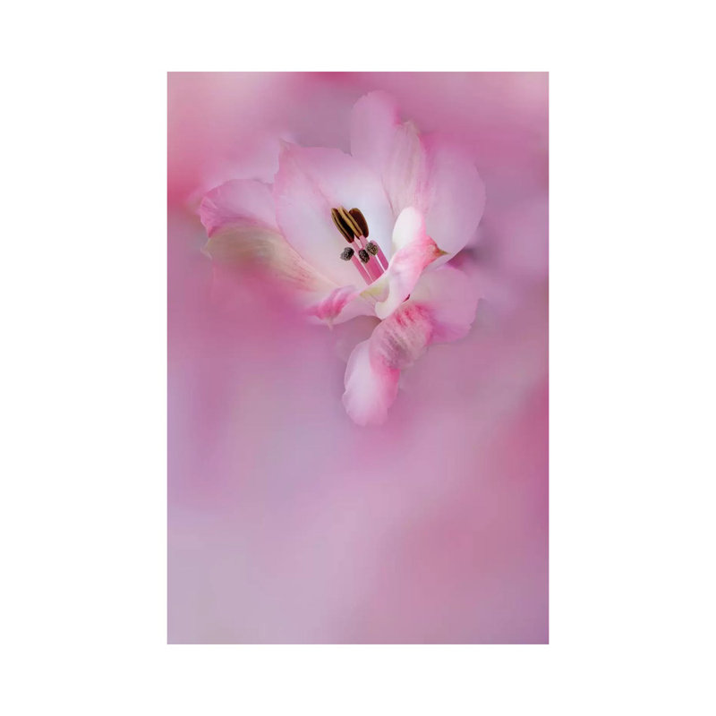 Usa, California. Close-Up Of Alstroemeria Flower. by Jaynes Gallery - Wrapped Canvas Painting, 66.04 cm H x 45.72 cm W