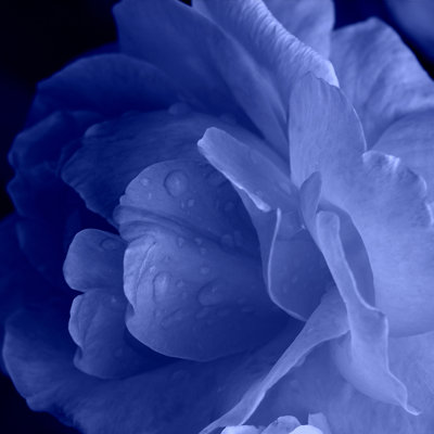 Chesaning Blue Flower - Wrapped Canvas Print