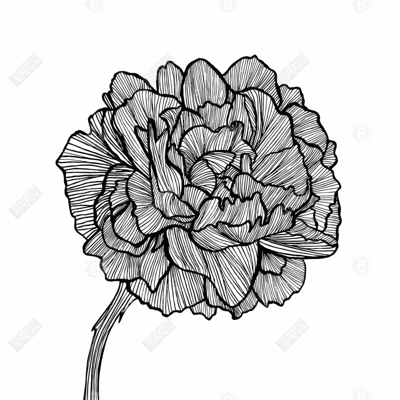 «Peony Line» sur toile