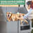 Stainless Steel Dog Washing Station