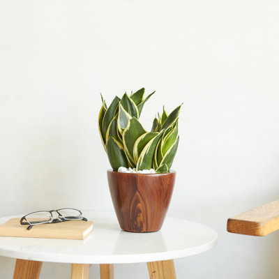 Dark Wood Plastic Self-Watering Planter  2, 10 In.  - Protected, , Breathable, With Drainage Plug And Indicator 2 In. Pots Finish, For Any Season, Easy To Install Store Water Gauge