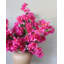 Fuchsia Bougainvillea 44 po