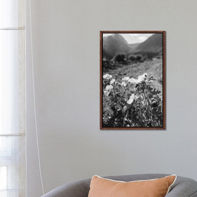 Monochrome Yosemite Blooms by Bethany Young - Print on Canvas