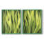 «Blades of Grass I», reproduction encadrée de qualité supérieure - prête à être accrochée - aucun clou requis - aucun clou requis-922319297-922319300