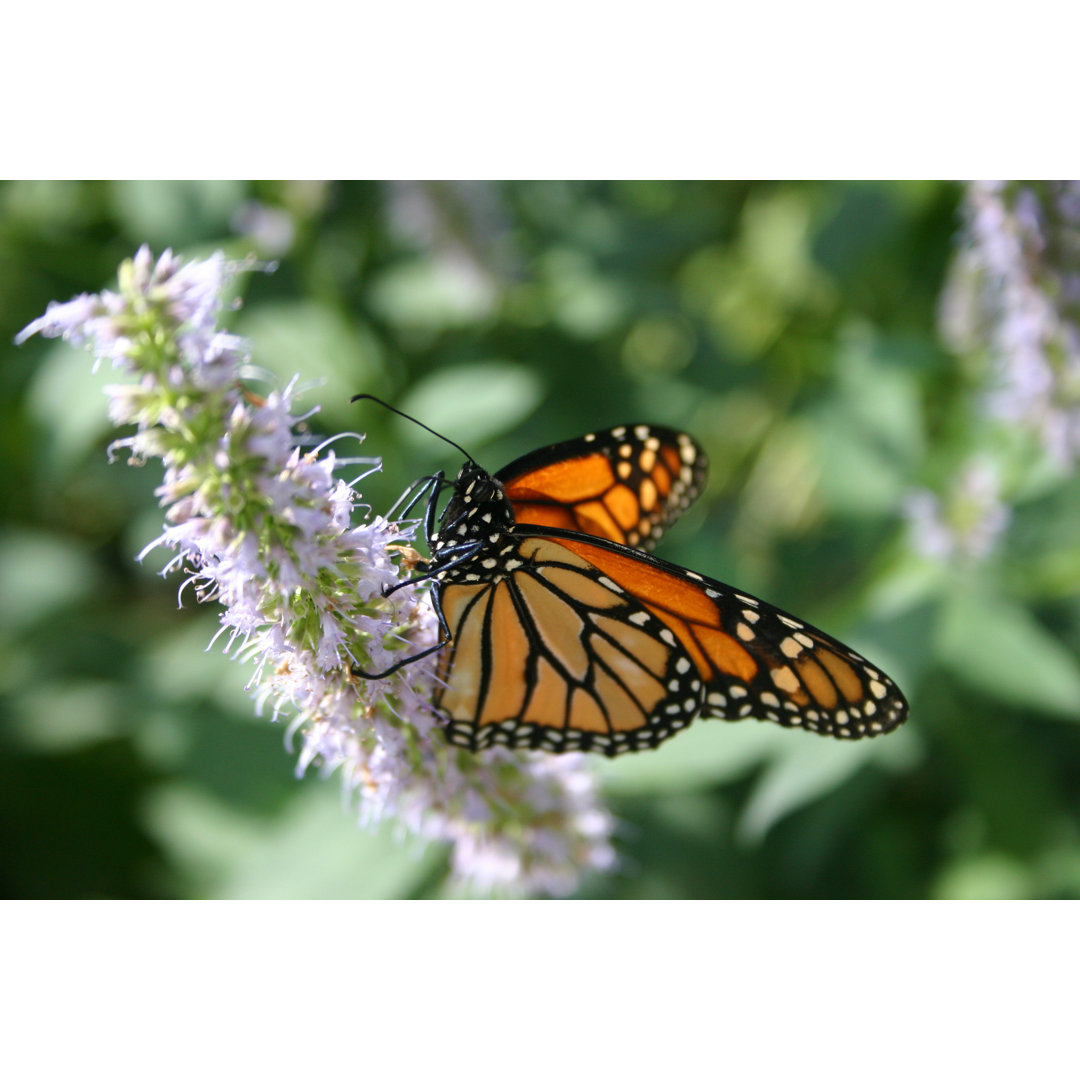 Monarch auf Blume von JMojonnier - Leinwandbild