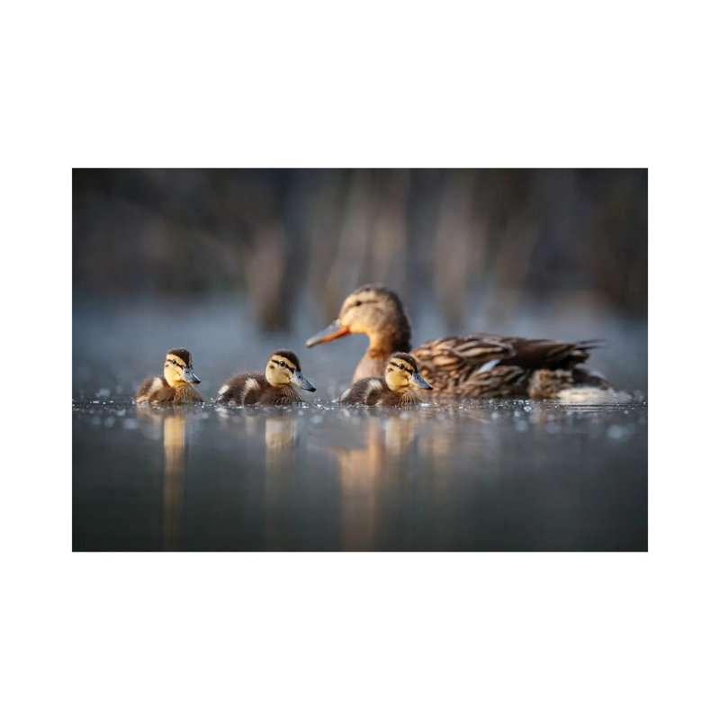 Family by Mateusz Piesiak - Wrapped Canvas Print