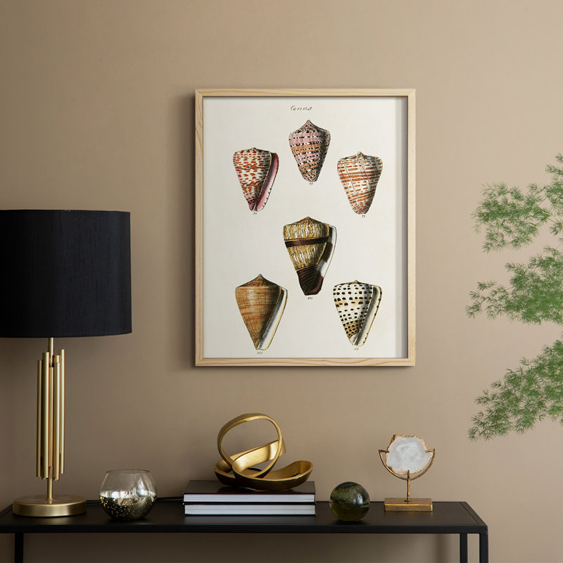 " Cone Shell Collection IV "