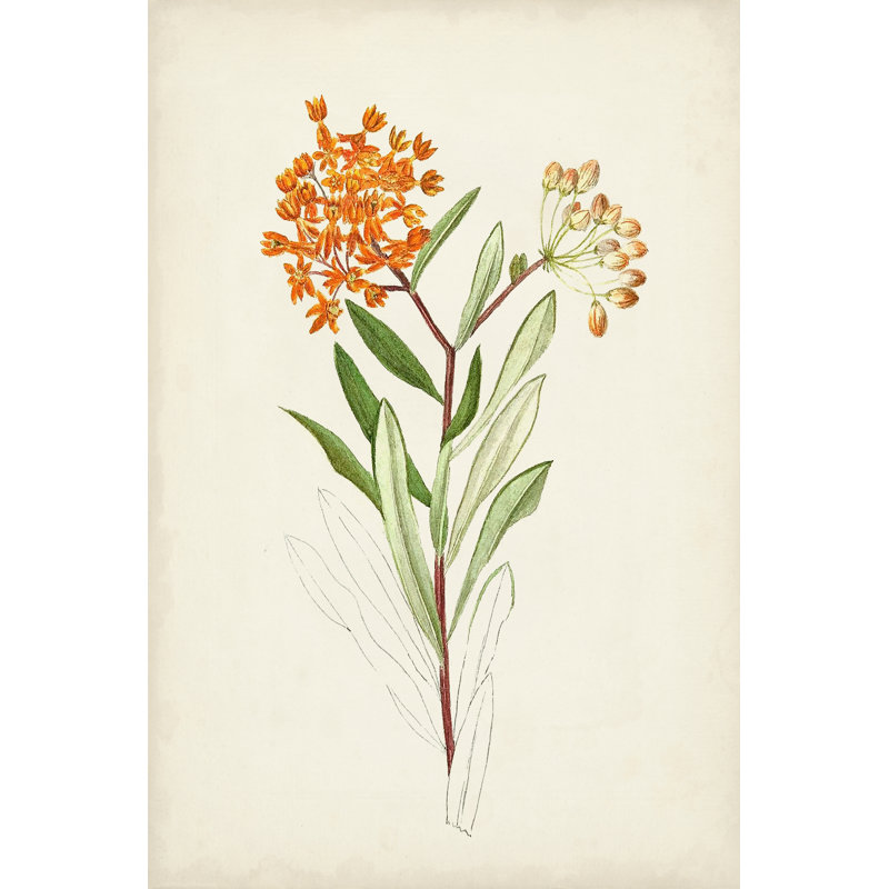 Botanical Sketches VI - Graphic Art Print, 30 cm H x 20 cm W, Wrapped Canvas