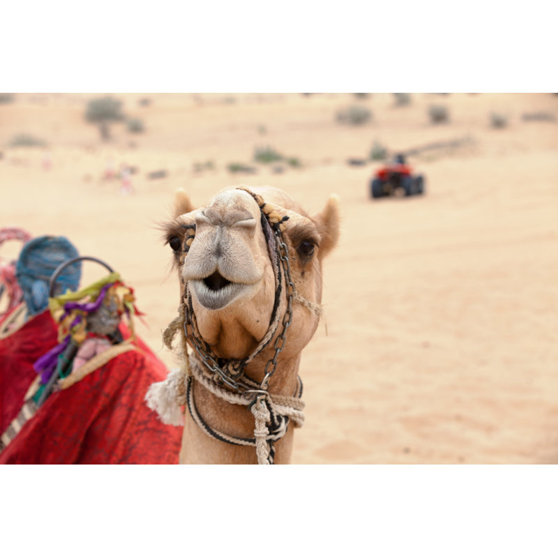 Chameau d'Arabie dans le désert par Gwengoat, H 20 po x l 30 po