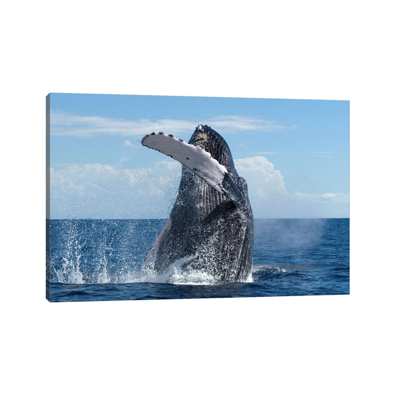 Humpback Whale Breaching, Humpback Whale National Marine Sanctuary, Maui, Hawaii by Flip Nicklin - Wrapped Canvas Print
