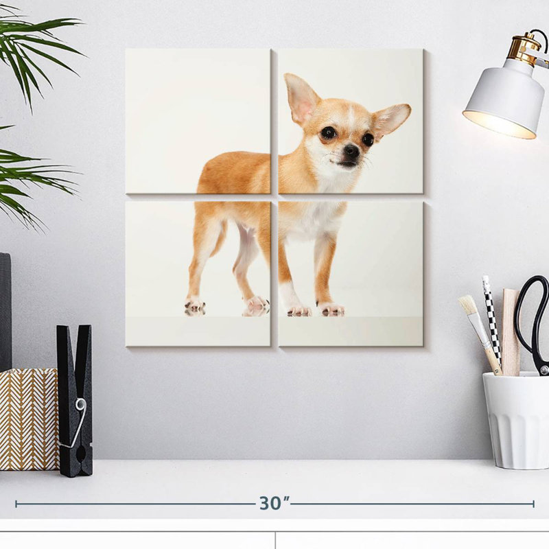 Chihuahua précieux, H 18 po x l 18 po