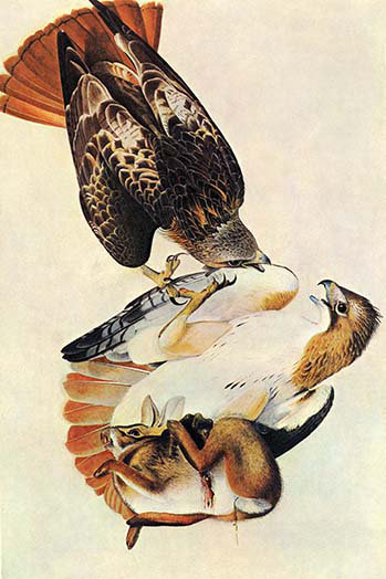 Hawk à queue rousse-impression d’art graphique, H 42 po x l 28 po x P 1,5 po