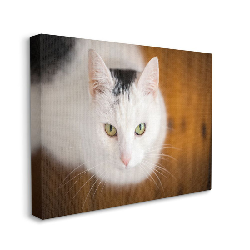 « cat eyes animal » par matthias conrad-impression sur image, H 11 po x l 14 po x P 1,5 po, Giclée encadrée noir minuit
