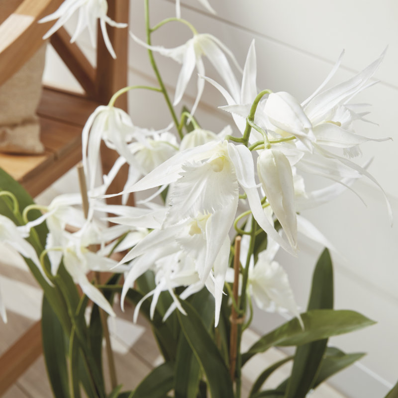 Orchidée Stiles