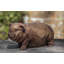 Peanut Statue-18409583