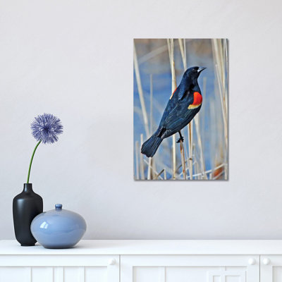 " Redwing Blackbird " by Brian Wolf