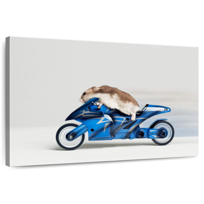 Hamster Ketti sur une moto jouet, H 16 po x l 24 po