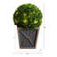 18 plantes