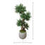 Boxwood Tree in Fiberstone Pot