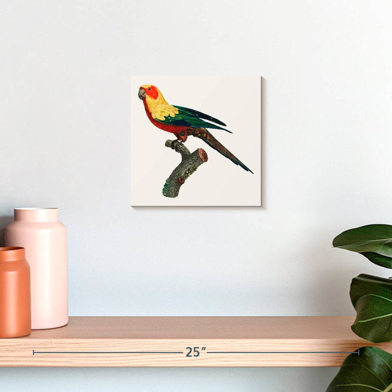 Brampt Sun Conure, 10" H x 10" W