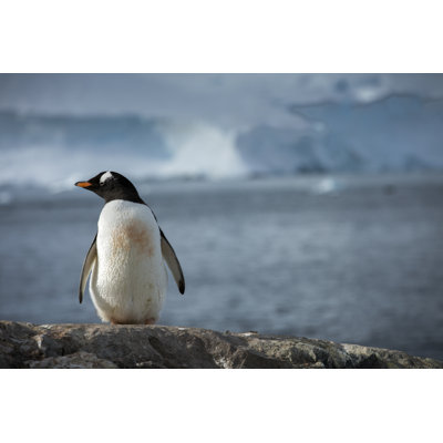 Keeping Watch by Earth Trotter - Wrapped Canvas Print
