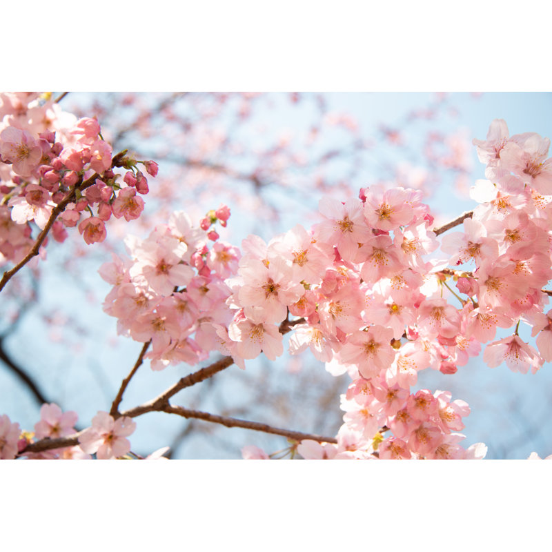 Cherry Blossoms In Tokyo by Chloe Harris - Wrapped Canvas Print, 30cm H x 46cm W x 3.8cm D