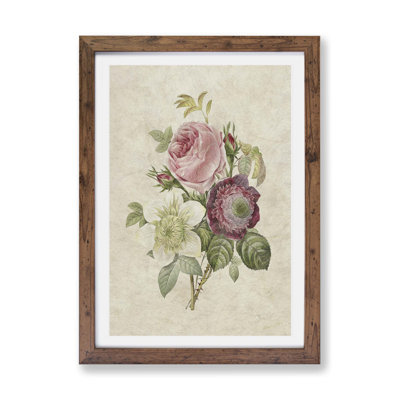Pink Anemone Rose by Pierre-Joseph Redoute - Framed Print