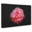 Lone Pink Carnation - Wrapped Canvas Print-56630456