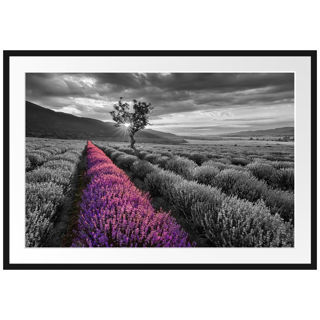 Lavendelfeld mit Baum Gerahmtes Fotokunstdruck Poster