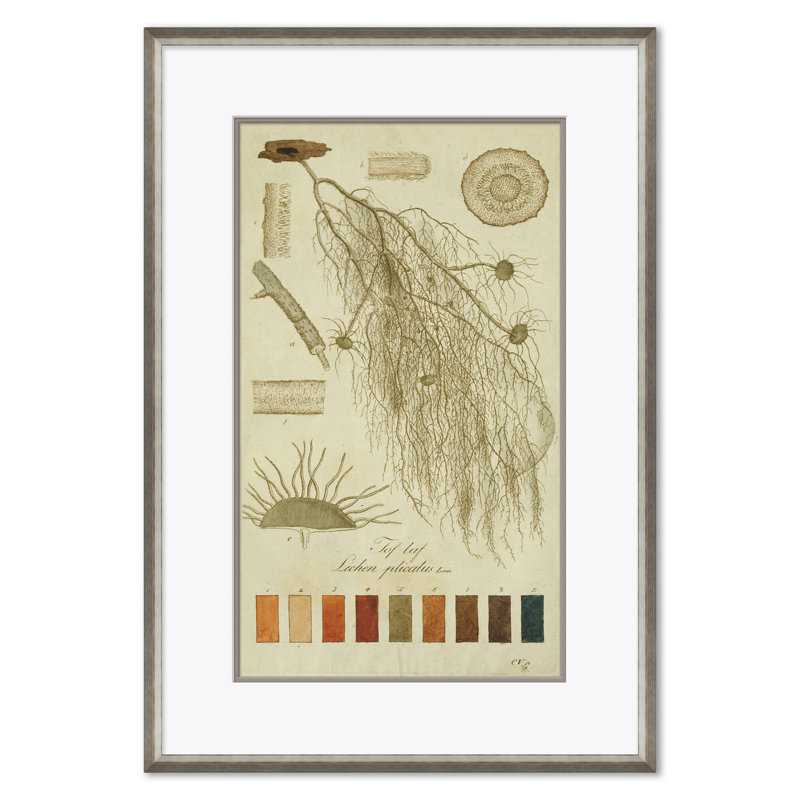 Lichen Studies, John Peter Westring, 1808 Giclee Print by Paul Cezanne