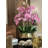 Roberi Orchid Arrangement in Planter-96223303