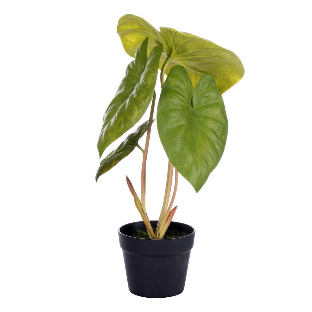 18" Alocasia Acuminata Potted Plant.