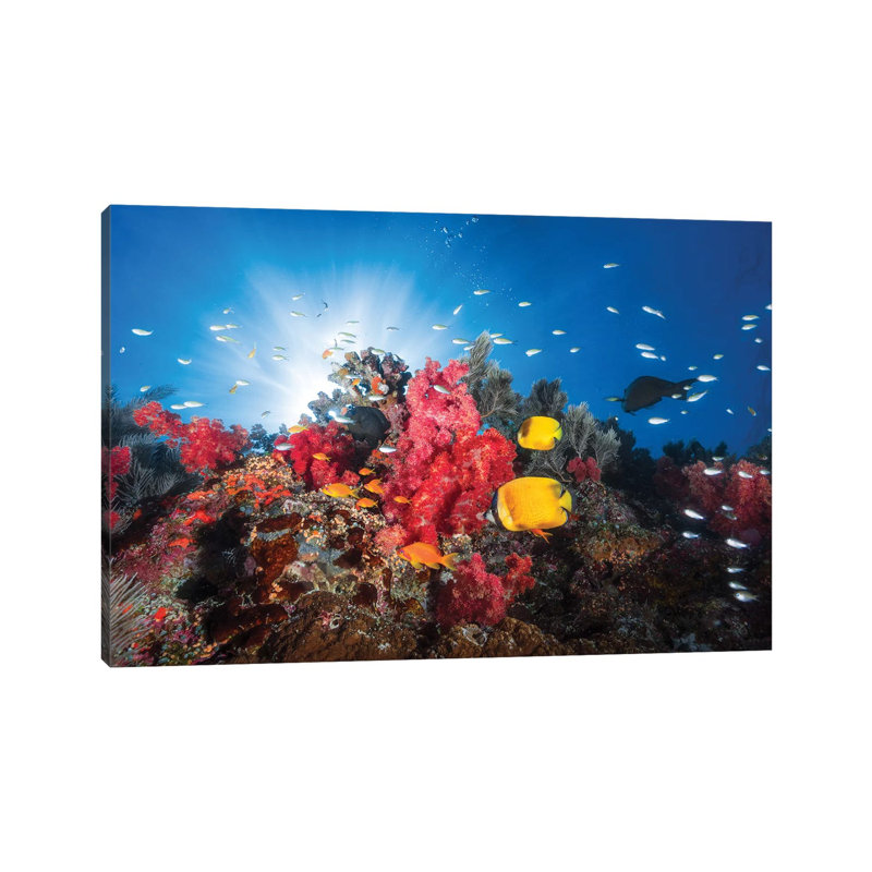 Reef Life by Barathieu Gabriel - Print on Canvas, Wrapped Canvas, 45.72cm H x 66.04cm W x 1.91cm D