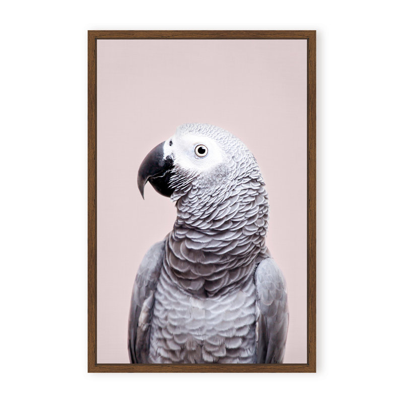 Nature Inspired African Gray by - Picture Frame Photograph on Paper, 48" H x 32" W x 1.125" D, Framed Matted Print, Black