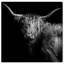 Realistic Black And White Highland Cow Photography Print by Oliver Gal-69850863-69850864