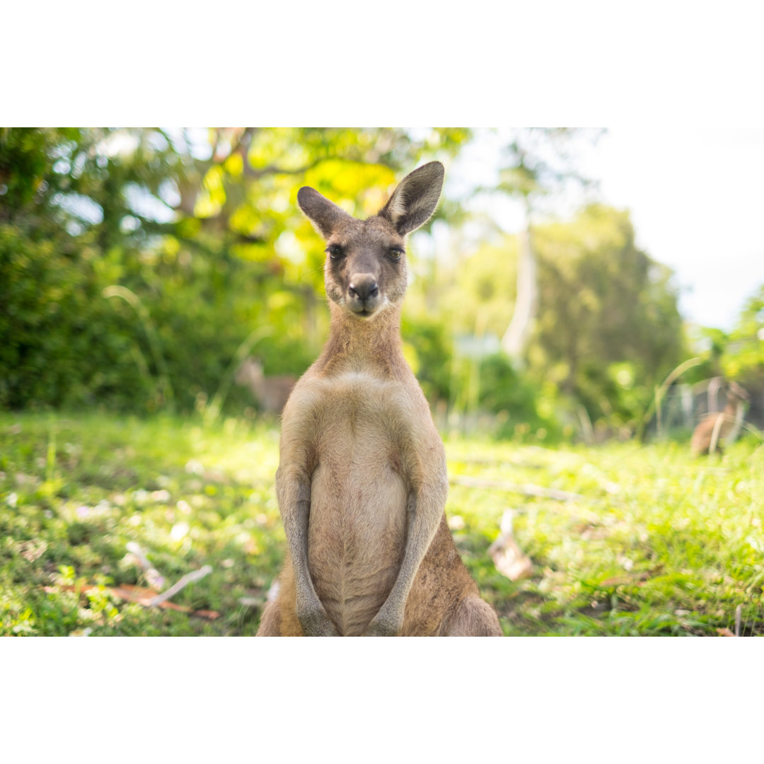 Leinwandbild Kangaroo at Open Field von Binbeter