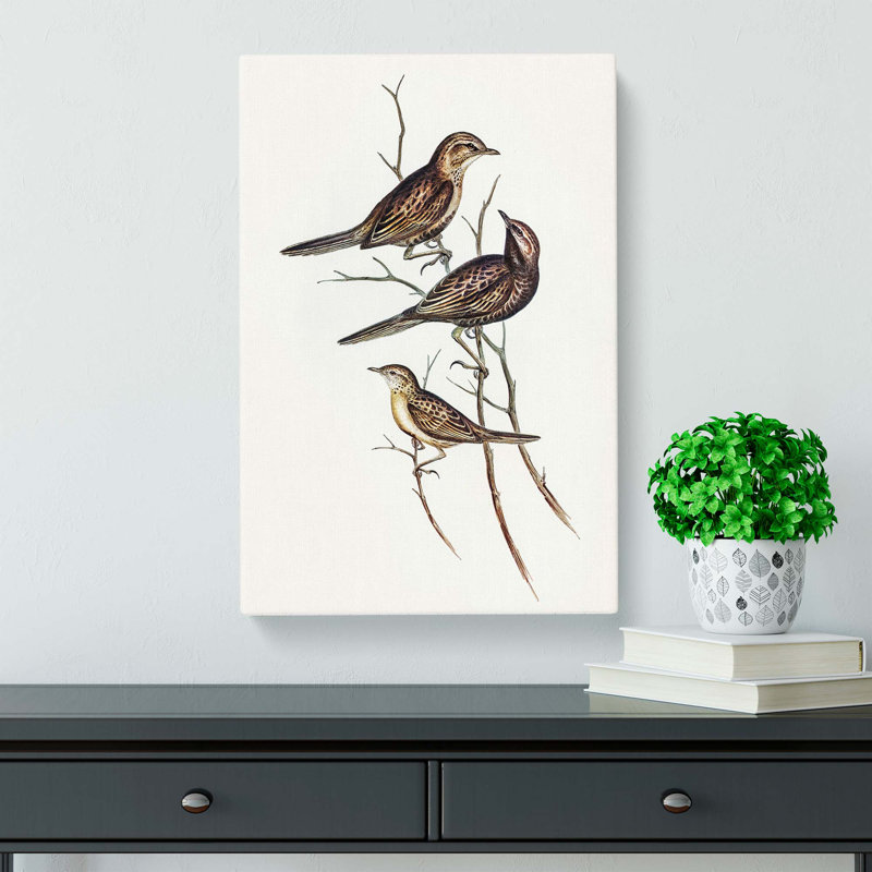 Black-Breasted Songlark by Elizabeth Gould - Wrapped Canvas, 76cm H x 50cm W x 3cm D