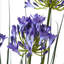 Andaiye 120cm Plant in Pot-1704721072