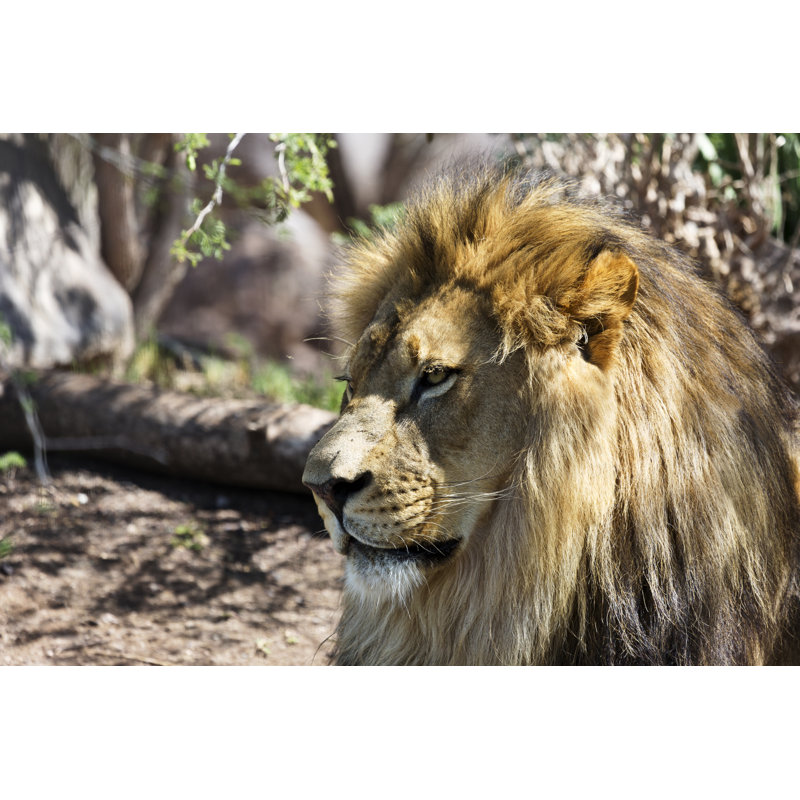 Lion Portrait - Wrapped Canvas Print, 20cm H x 30cm W x 3.8cm D